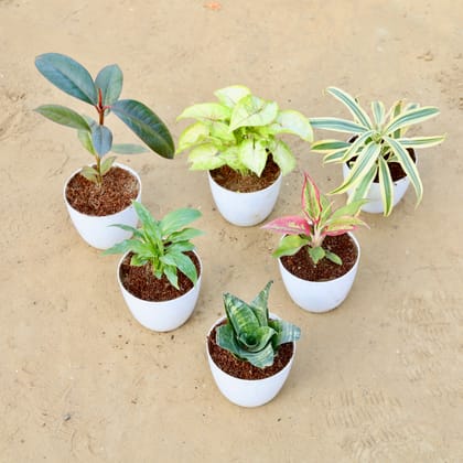 Buy Indoor table Top Steal - Set of 6 - Rubber, Syngonium Yellow, Song of India, Peace Lily, Aglaonema Lipstick & Snake Green in 4 Inch White Premium Orchid Round Plastic Pot Online | Urvann.com