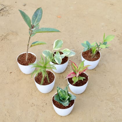 Buy Low Maintainance Steal - Set of 6 - Rubber Vareigated Yellow, Peperomia Vareigated , Zz, Araucaria / Christmas Tree, Aglaonema Lipstick & Snake Green in 4 Inch White Premium Orchid Round Plastic Pot Online | Urvann.com