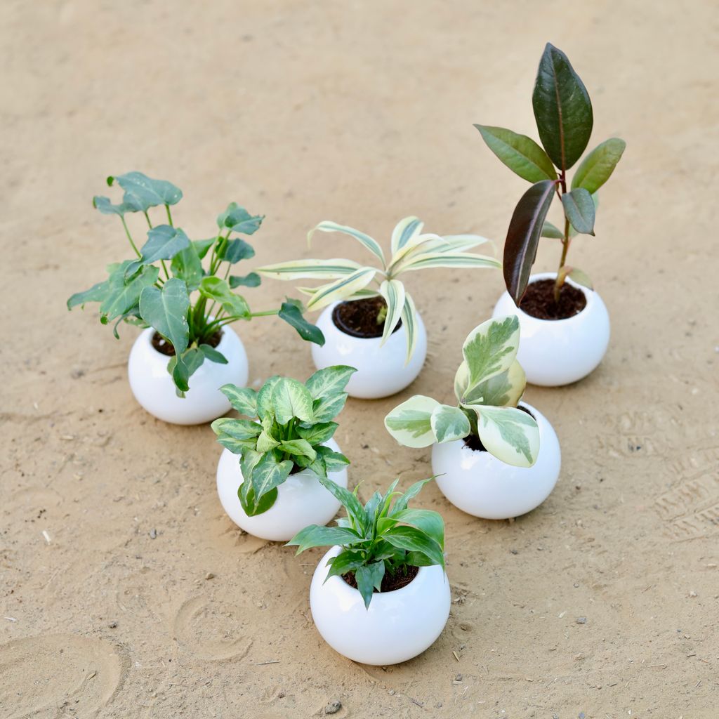 Set of 6 - Xanadu Green, Song of India, Rubber Black, Syngonium Yammi, Peperomia Vareigated & Peace Lily in 3 Inch White Classy Ball Ceramic Pot – Minimalist Glossy Succulent Pot, Indoor Flower Pot for Home and Office Décor