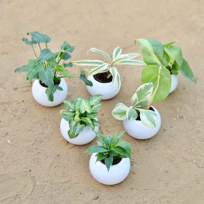 Buy Set of 6 - Xanadu Green, Song of India, Oxycardium Vareigated, Syngonium Yammi, Peperomia Vareigated & Peace Lily in 3 Inch White Classy Ball Ceramic Pot – Minimalist Glossy Succulent Pot, Indoor Flower Pot for Home and Office Décor Online | Urvann.com