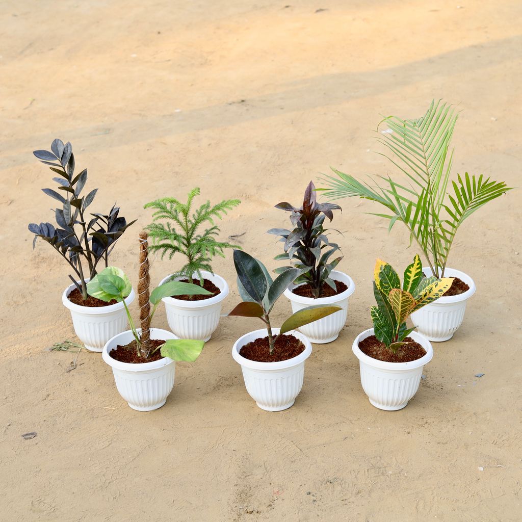 Set of 7 - Zz Black, Araucaria / Christmas Tree, Dracaena Ananas, Chameadorea Palm, Money Plant with Moss Stick, Rubber Black & Croton Petra in 8 Inch White Olive Plastic Pot