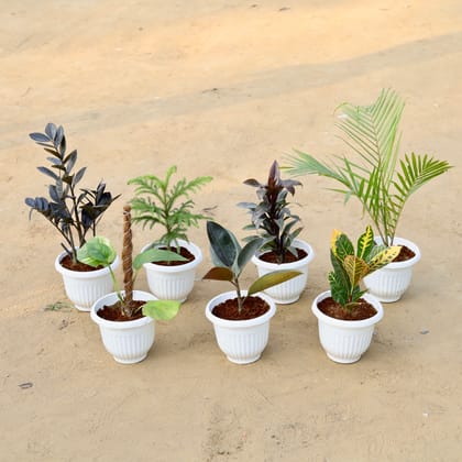 Buy Set of 7 - Zz Black, Araucaria / Christmas Tree, Dracaena Ananas, Chameadorea Palm, Money Plant with Moss Stick, Rubber Black & Croton Petra in 8 Inch White Olive Plastic Pot Online | Urvann.com