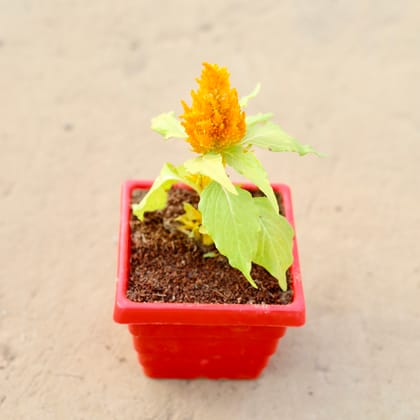 Buy Celosia / Cockscomb (any colour) in 4 Inch Red Premium Orchid Square Plastic Pot Online | Urvann.com