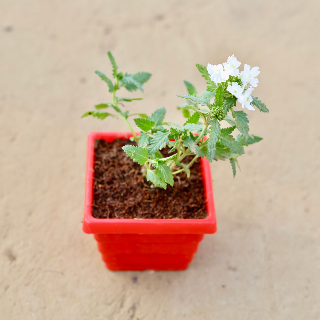 Verbena (any colour) in 4 Inch Red Premium Orchid Square Plastic Pot