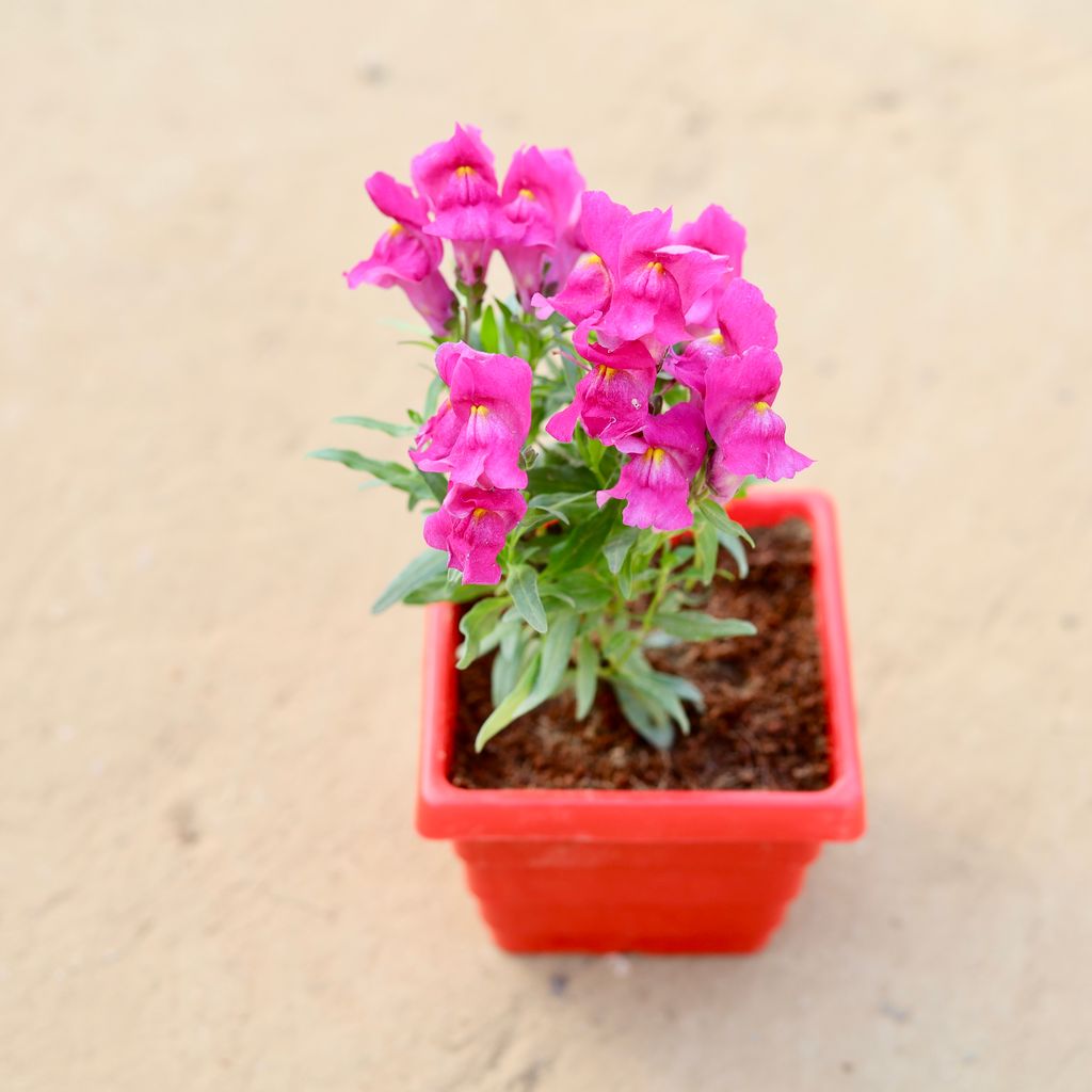 Antirrhinum Majus / Dog Flower (any colour) in 4 Inch Red Premium Orchid Square Plastic Pot