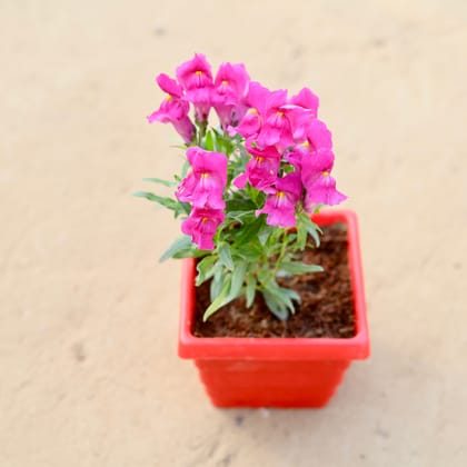 Buy Antirrhinum Majus / Dog Flower (any colour) in 4 Inch Red Premium Orchid Square Plastic Pot Online | Urvann.com