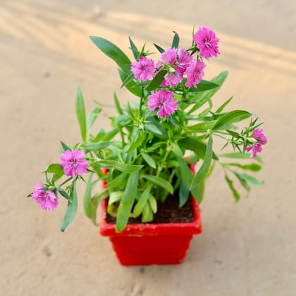 Buy Dianthus (any colour) in 4 Inch Red Premium Orchid Square Plastic Pot Online | Urvann.com