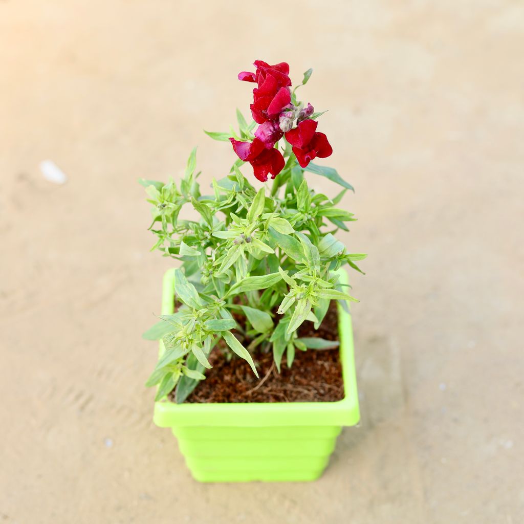 Antirrhinum Majus / Dog Flower (any colour) in 4 Inch Green Premium Orchid Square Plastic Pot