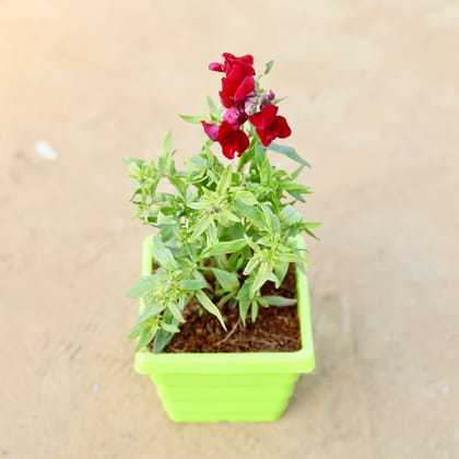 Buy Antirrhinum Majus / Dog Flower (any colour) in 4 Inch Green Premium Orchid Square Plastic Pot Online | Urvann.com