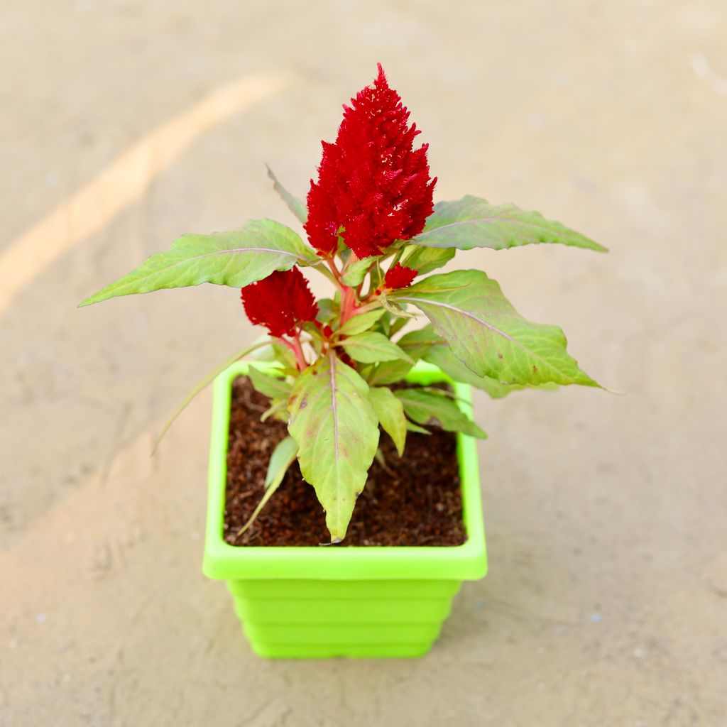 Celosia / Cockscomb (any colour) in 4 Inch Green Premium Orchid Square Plastic Pot