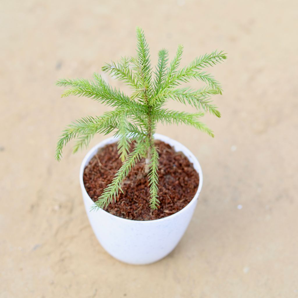 Araucaria / Christmas Tree Baby in 4 Inch White Premium Orchid Round Plastic Pot