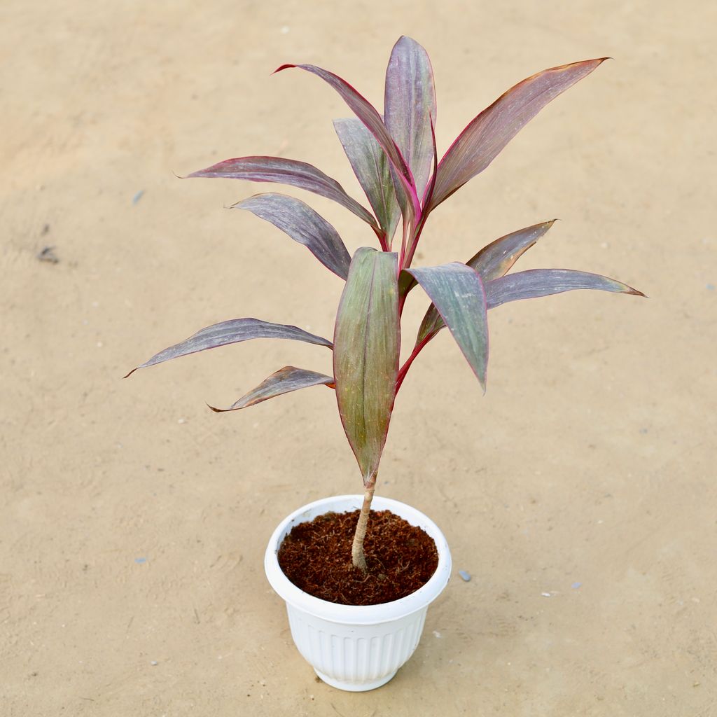 Dracaena Rosea Small (~ 1.5 Ft) in 8 Inch White Olive Plastic Pot