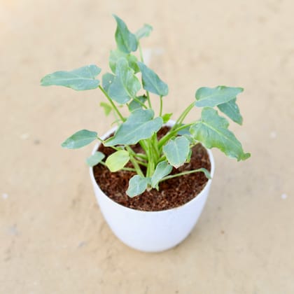 Buy Xanadu Green in 4 Inch White Premium Orchid Round Plastic Pot Online | Urvann.com