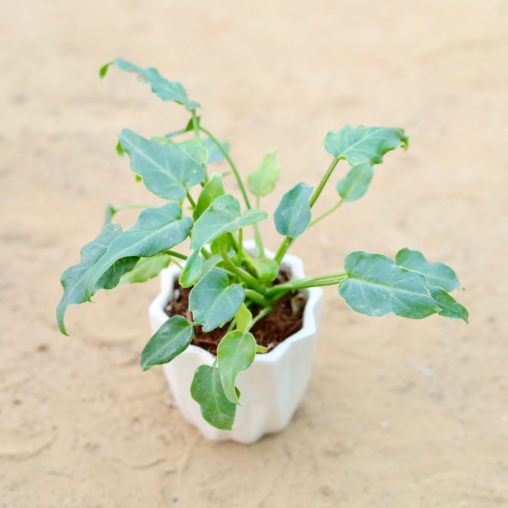 Xanadu Green in 4 Inch Vibrant White Ripple Ceramic Planter