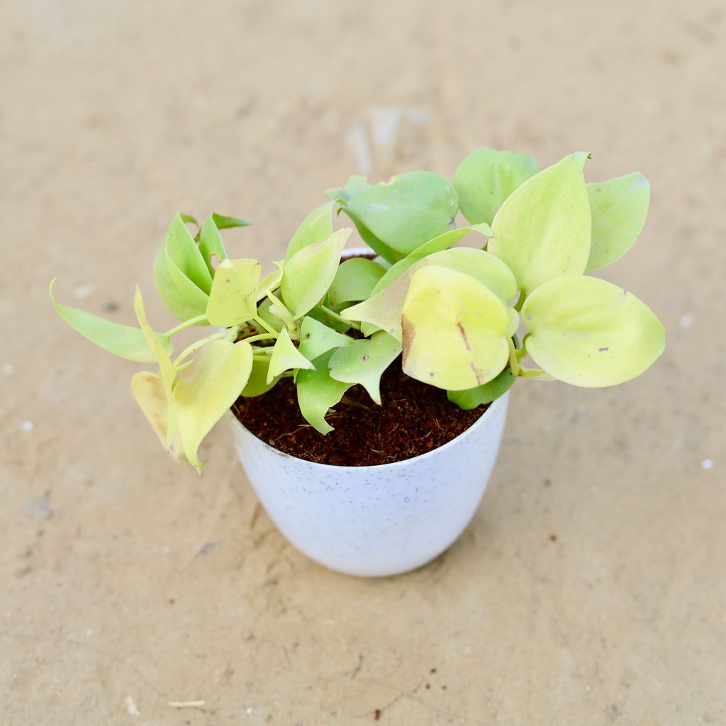 Oxycardium Golden in 4 Inch White Premium Orchid Round Plastic Pot