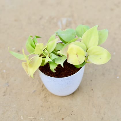 Buy Oxycardium Golden in 4 Inch White Premium Orchid Round Plastic Pot Online | Urvann.com