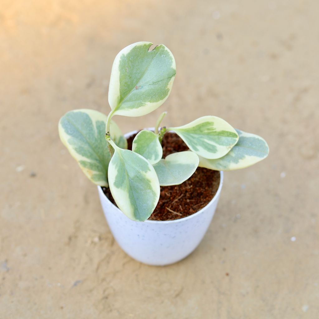 Peperomia Obtusifolia / Baby Rubber in 4 Inch White Premium Orchid Round Plastic Pot