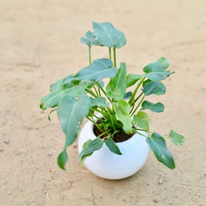 Buy Xanadu Green in 3 Inch White Classy Ball Ceramic Pot – Minimalist Glossy Succulent Pot, Indoor Flower Pot for Home and Office Décor Online | Urvann.com