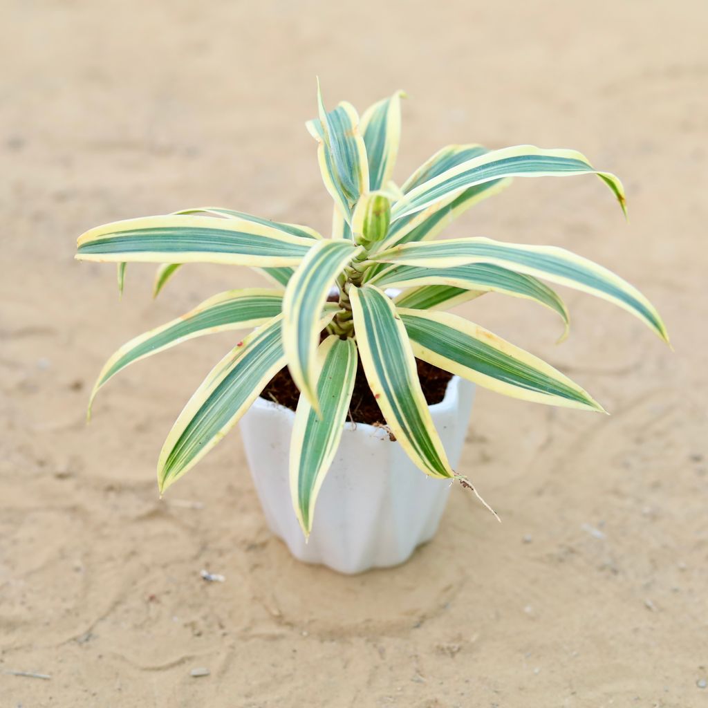 Song of India in 4 Inch Vibrant White Ripple Ceramic Planter