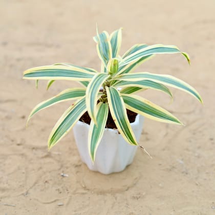 Buy Song of India in 4 Inch Vibrant White Ripple Ceramic Planter Online | Urvann.com