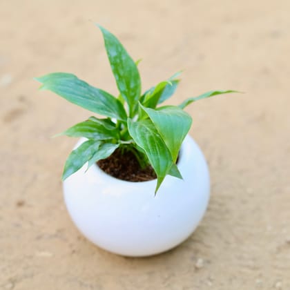 Buy Peace Lily in 3 Inch White Classy Ball Ceramic Pot – Minimalist Glossy Succulent Pot, Indoor Flower Pot for Home and Office Décor Online | Urvann.com