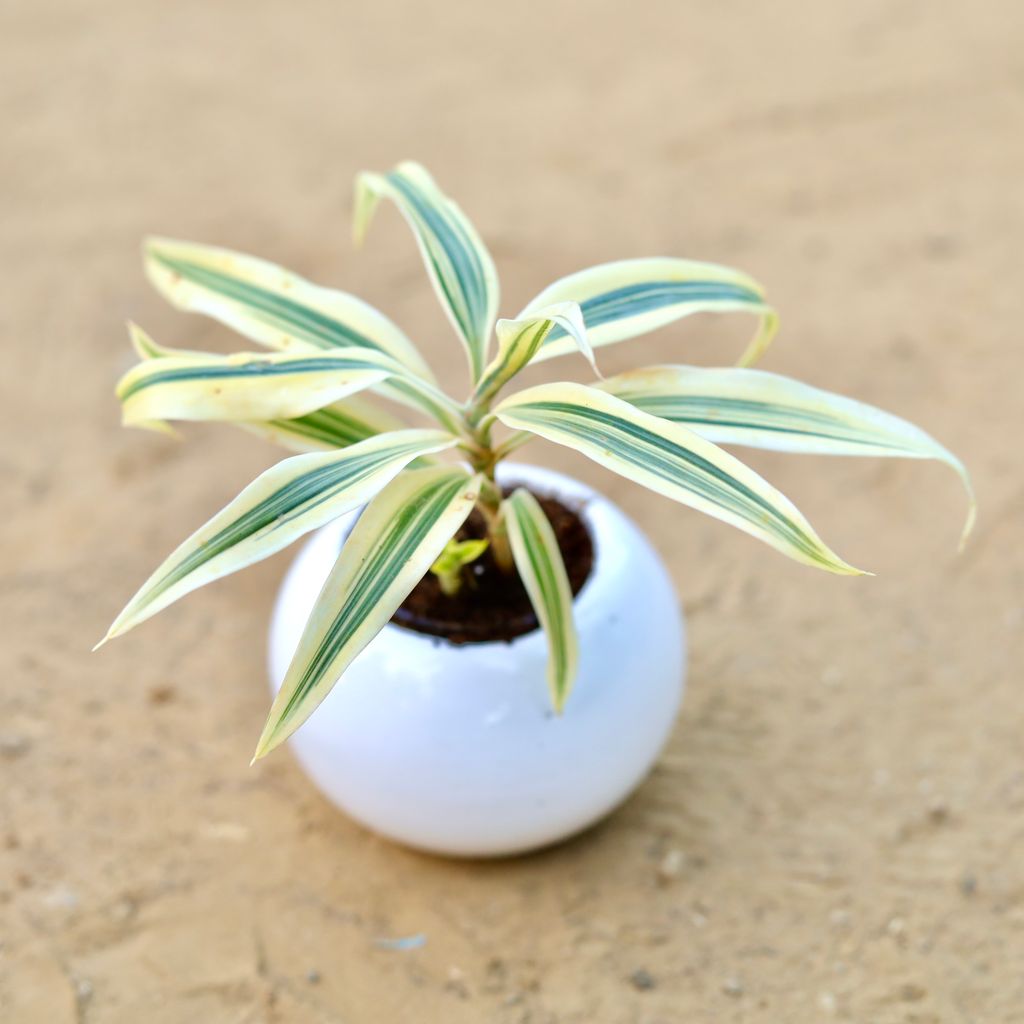 Song of India in 3 Inch White Classy Ball Ceramic Pot – Minimalist Glossy Succulent Pot, Indoor Flower Pot for Home and Office Décor