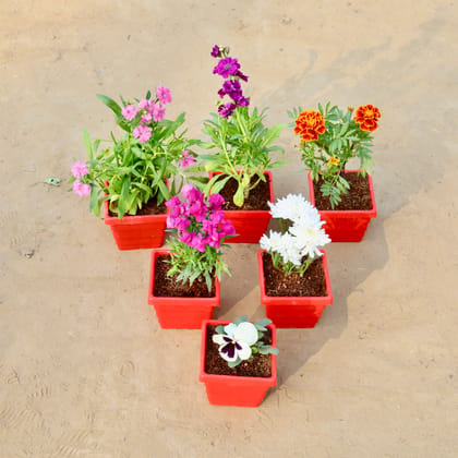 Buy Set of 6 - Dianthus, Stock, Marigold / Genda Jafri, Dog Flower, Chrysanthemum & Pansy in 4 Inch Red Premium Orchid Square Plastic Pot Online | Urvann.com