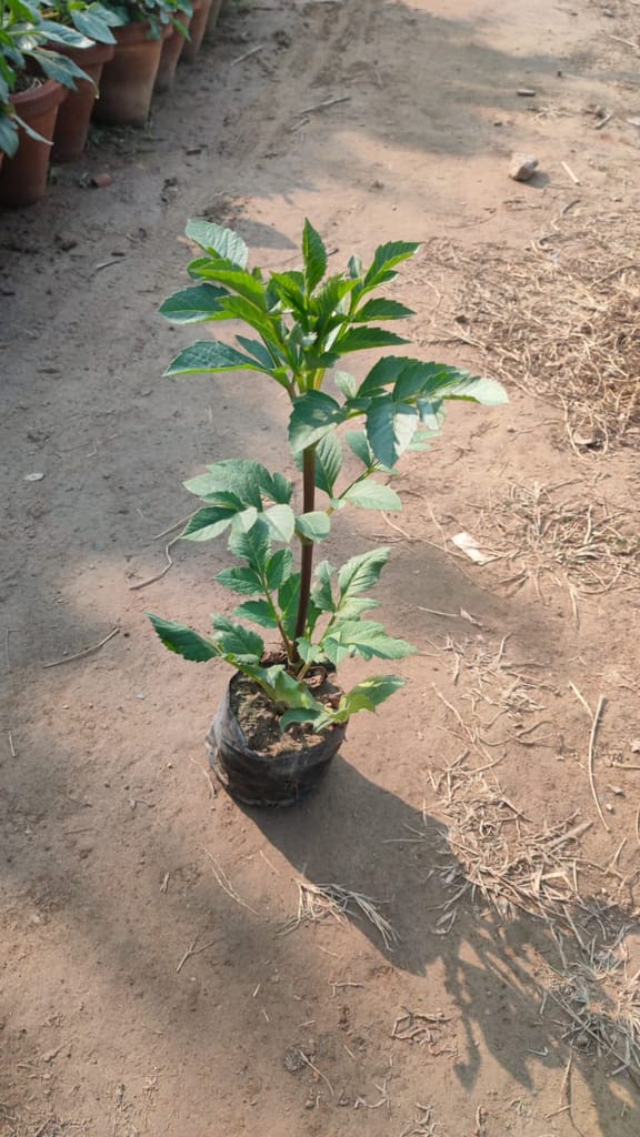 Dahlia (any colour) in 5 Inch Nursery Bag