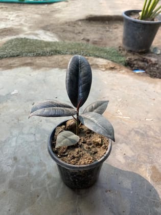 Rubber Black in 4 Inch Nursery Pot