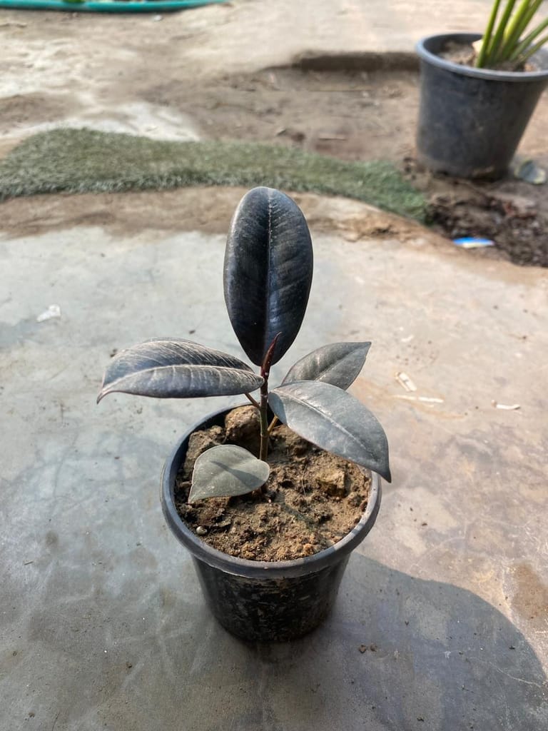 Rubber Black in 4 Inch Nursery pot