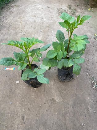 Set of 2 - Dahlia (any colour) in 6 Inch Nursery Pot