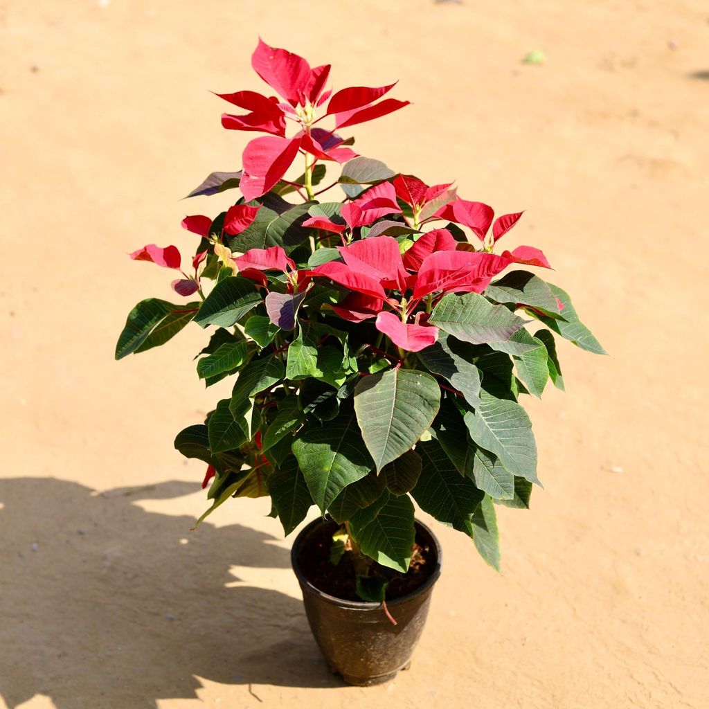 Poinsettia / Christmas Flower Red in 6 Inch Nursery Pot