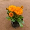 Calendula (any colour) in 4 Inch Nursery bag