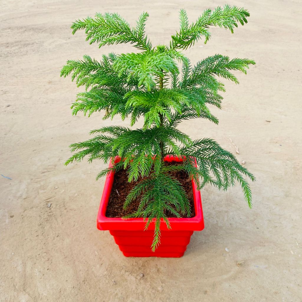 Christmas Special - Araucaria / Christmas Tree (~ 1 Ft) in 6 Inch Red Premium Orchid Square Plastic Pot