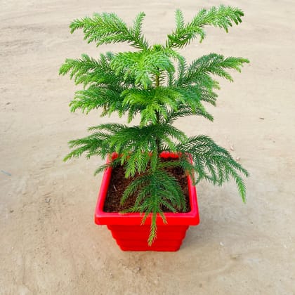 Araucaria / Christmas Tree (~ 1 Ft) in 6 Inch Red Premium Orchid Square Plastic Pot