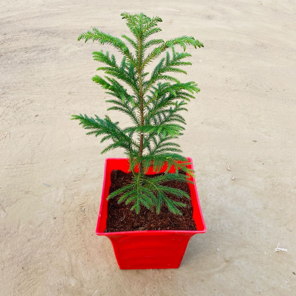 Christmas Special - Araucaria / Christmas Tree in 08 Inch Red Premium Tokyo Square Plastic Pot