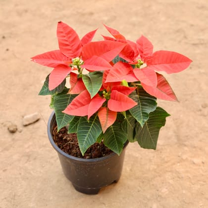 Poinsettia / Christmas Flower Orange in 5 Inch Nursery Pot