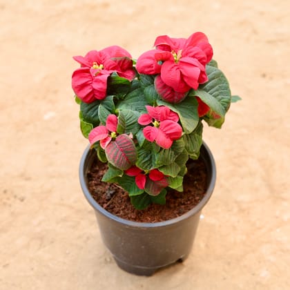 Poinsettia / Christmas Flower Fireball in 5 Inch Nursery Pot