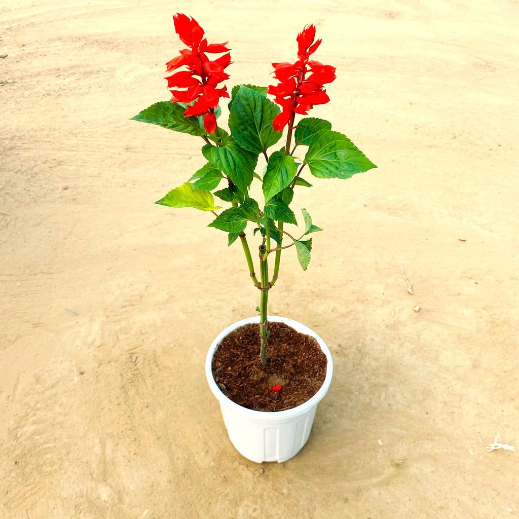 Free Gift - Salvia Red in 6 Inch White Super Nursery Pot - Christmas Special