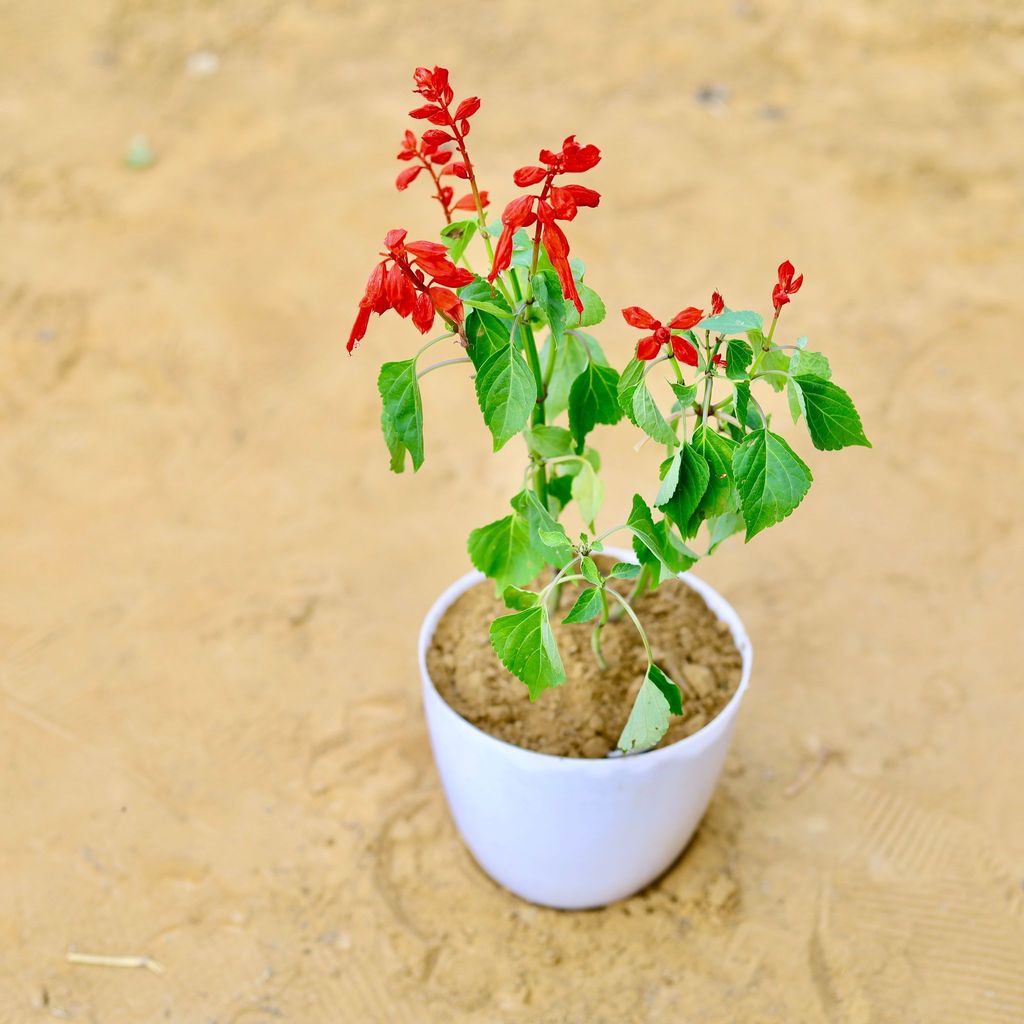 Free Gift - Salvia Red in 4 Inch White Premium Orchid Round Plastic Pot - Christmas Special