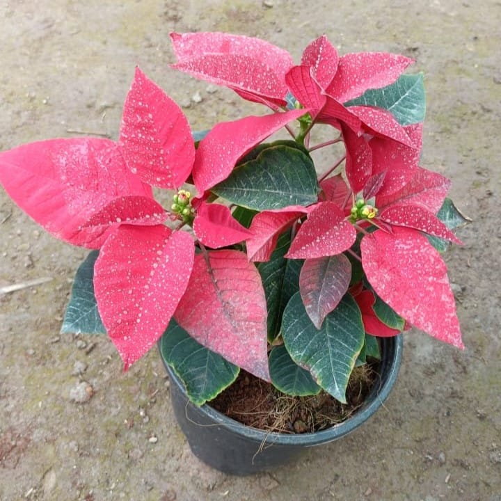 Poinsettia / Christmas Flower Red in 5 Inch Nursery Pot