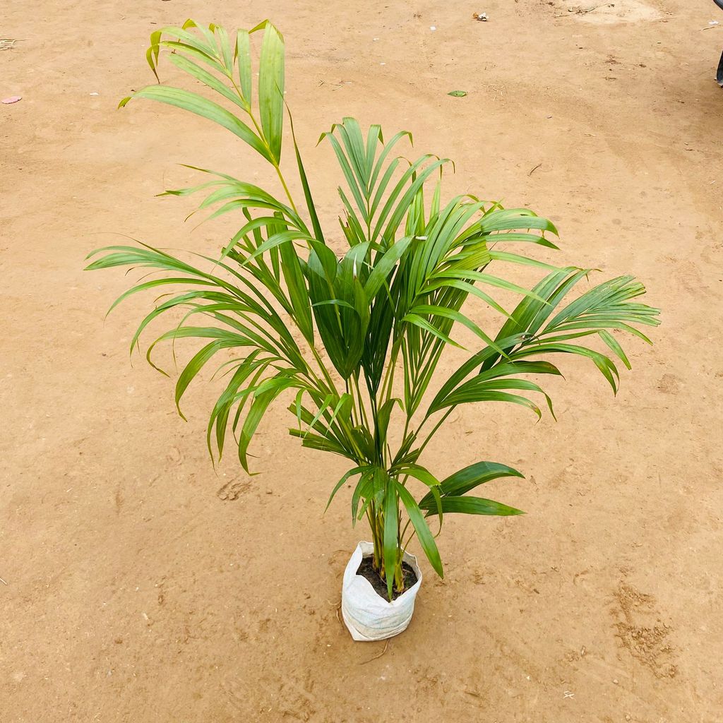 Areca Palm (~ 2 Ft) in 6 Inch Nursery bag