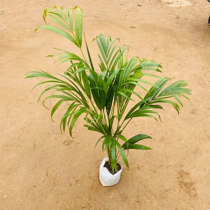 Areca Palm Bushy (~ 2 Ft) in 6 Inch Nursery bag