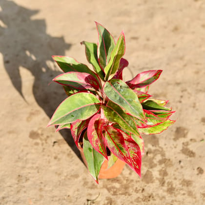 Buy Aglaonema Lipstick Mother Plant in 6 Inch Nursery Pot Online | Urvann.com