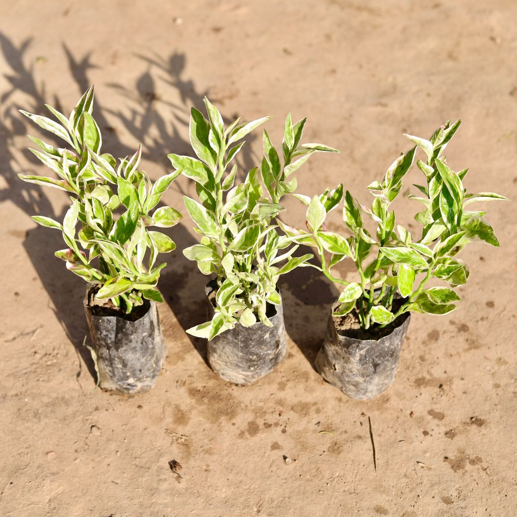 Set Of 3 - Pedilianthus / Devil'S Backbone Variegated in 4 Inch Nursery Bag