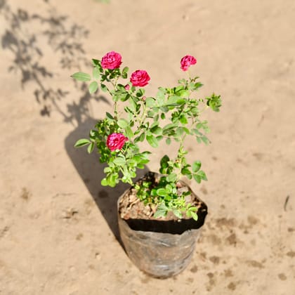 Buy Rose Miniature Pink in 7 Inch Nursery Bag Online | Urvann.com