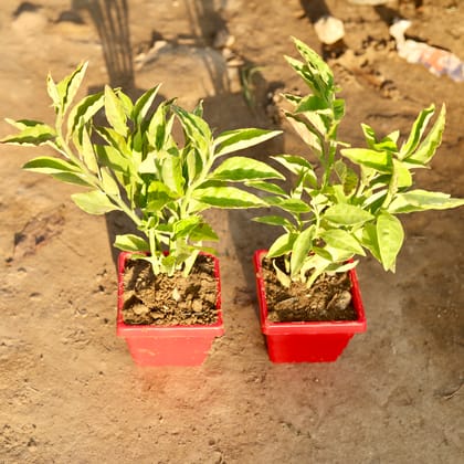 Buy Set Of 2 - Pedilianthus / Devil'S Backbone in 4 Inch Red Premium Orchid Square Plastic Pot Online | Urvann.com