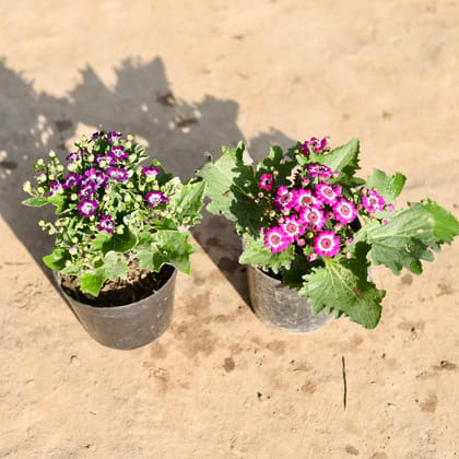 Buy Set Of 2 - Cineraria Dwarf (Any Colour) in 5 Inch Nursery Pot Online | Urvann.com