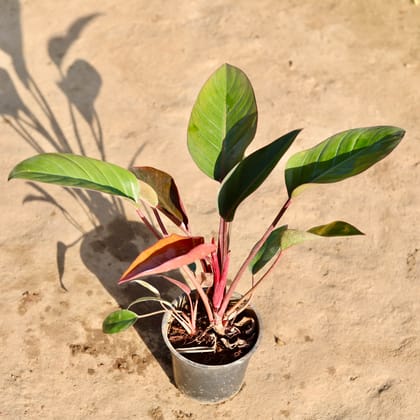 Buy Philodendron Black in 6 Inch Nursery Pot Online | Urvann.com