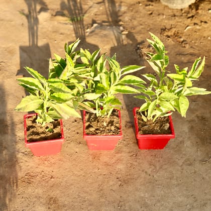 Buy Set Of 3 - Pedilianthus / Devil'S Backbone in 4 Inch Red Premium Orchid Square Plastic Pot Online | Urvann.com